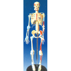 Human Skeleton (Showing Color Synthesis of Muscles & Ligaments of Joints)